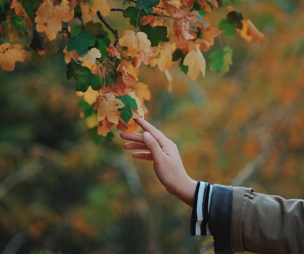 Person's hand gently touching a leaf on a tree branch.